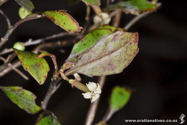 Alseuosmia banksii