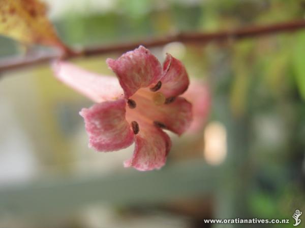 Alseuosmia quercifolia, purchased from Oratia Native Plant Nursery