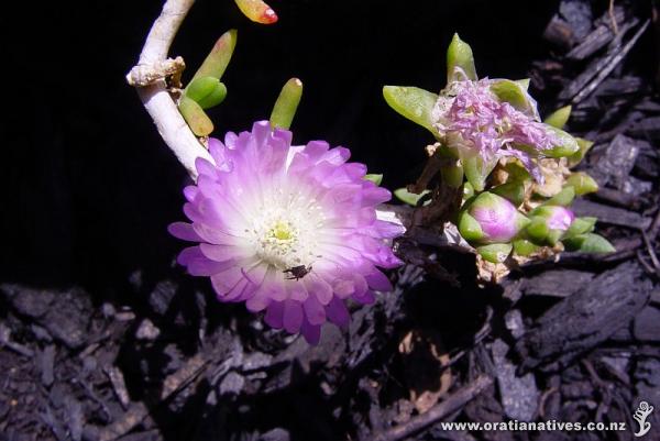 My daughter's favourite because it's pink and opens up in the sun. Maori name is apparently horokaka - this picture in late-Oct2011