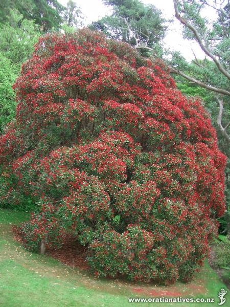 This tree is in the Inverewe Gardens in the Highlands of Scotland