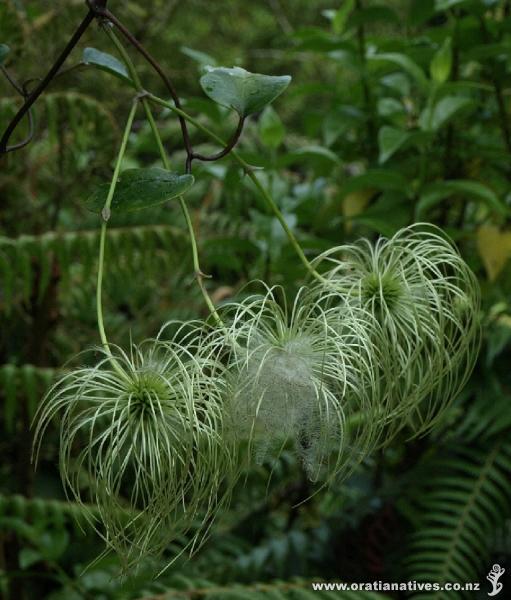 Fluffy seeds are just starting to form on this female clematis.