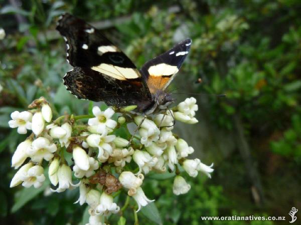 Yummy honey flavoured & helpful for our butterflies. Thanks very much, Oratia Natives.