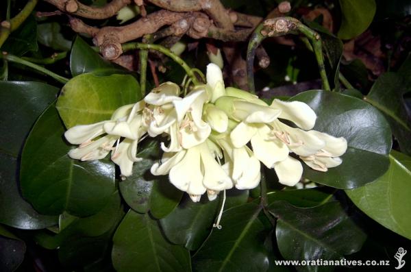 Tecomanthe speciosa growing in a Wellington suburb