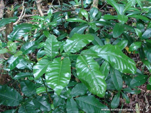 kohekohe foliage