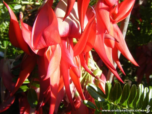 Not sure which kaka beak this is but it is stunning, grown from seed and two years old living happily in my garden in central otago, i havent frost protected & it is surrounded by other natives, it really is a beautiful plant and everyone admires it :)