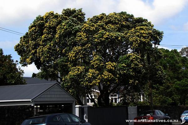 A yellow pohutakawa in full bloom from the 30Nov2012 (Epsom, AKL). It makes a fantastic show both in bloom, and once all the flowers fall to the footpath.