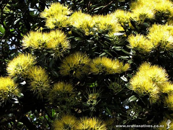 Yellow Pohutukawa close-up, 30Nov2012, Epsom AKL.