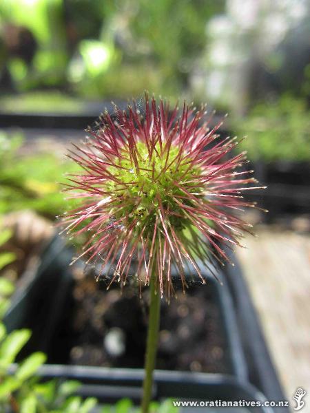 Acaena anserinifolia