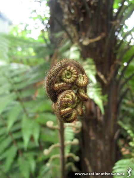 Dicksonia squarrosa unfolding frond on Oakley Creek.