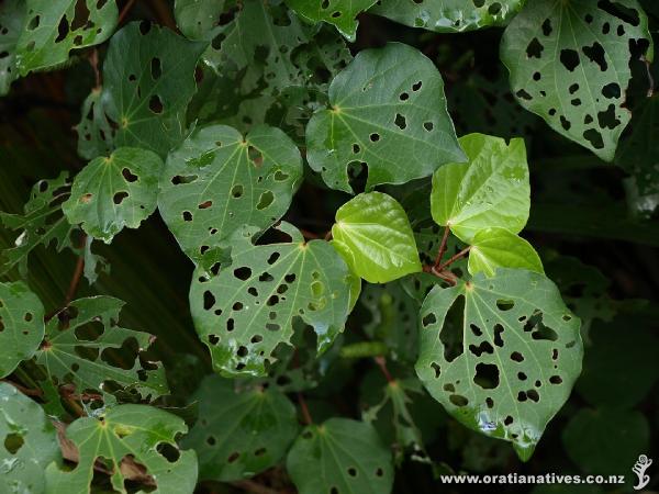 How long before those new leaves meet the same fate as their neighbours?