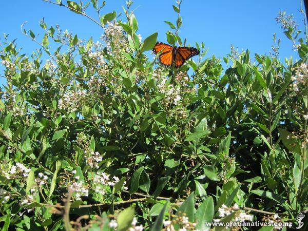 Summer blooms are being enjoyed by bees and butterflies on our very happy climber.