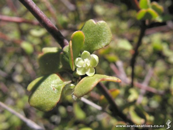 Muehlenbechia astonii -female flower.