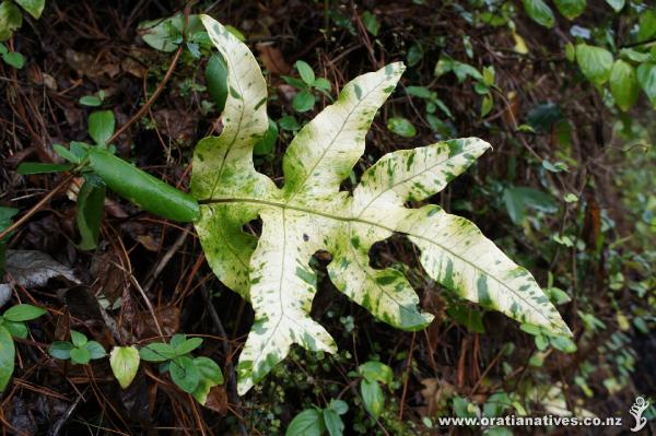 Variegated Microsorum pustulatum