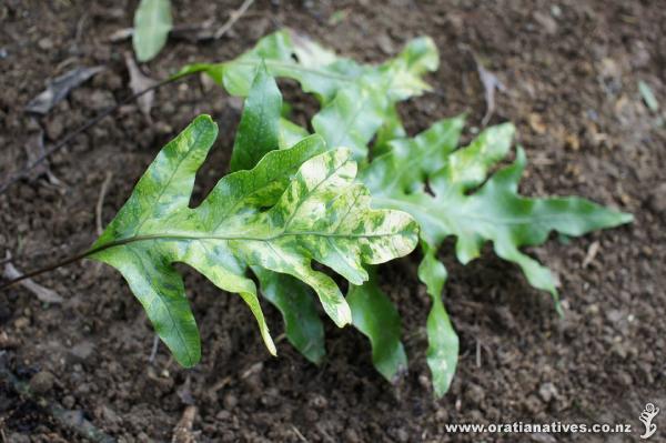 Microsorum pustulatum variegata