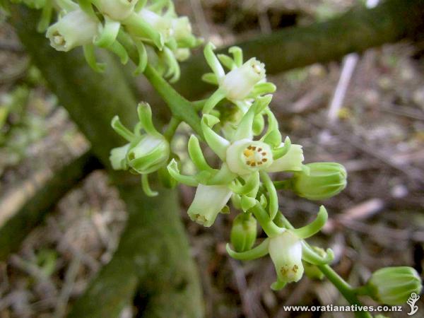 Kohekohe in flower at Oakley Creek