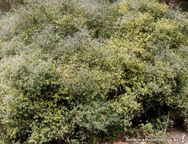 Corokia cotoneaster in flower on Oakley Creek