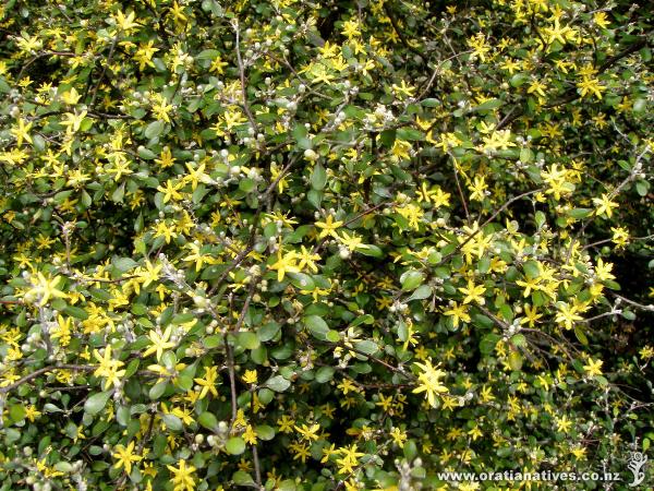 Corokia cotoneaster in flower on Oakley Creek