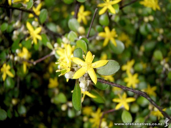 Corokia cotoneaster flower on Oakley Creek