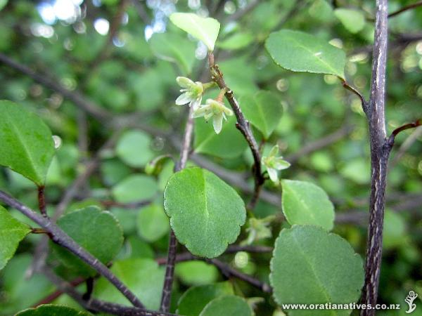 Melicope simplex on Oakley Creek (Harbutt Reserve)