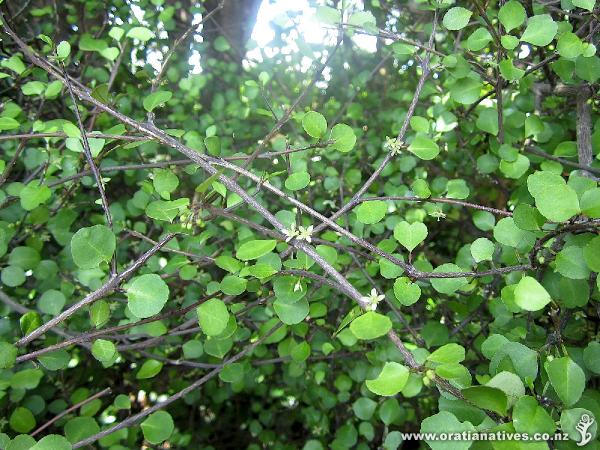 Melicope simplex on Oakley Creek - Harbutt Reserve