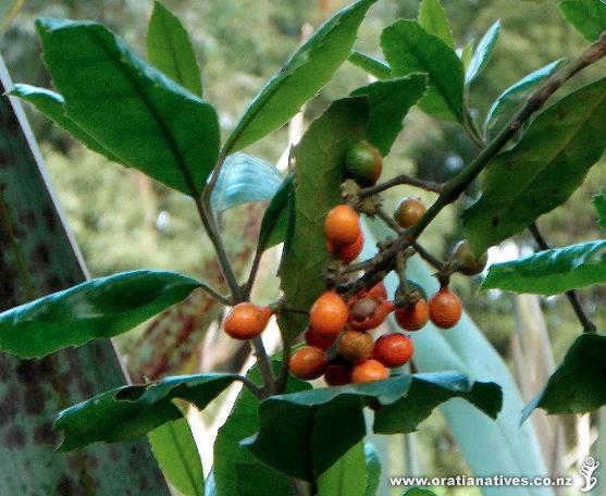 Berries at Oakley Creek