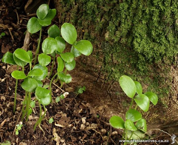 Tiny seedlings under the parent tree which obviously satisfied a good few birds.