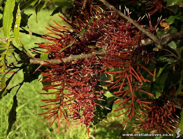 The central flower spike is framed by spikes of buds yet to open.