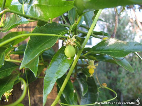 Finally some decent size kohia! Nov2013, 4-5 yrs growth, size about 4mm - yet to see 