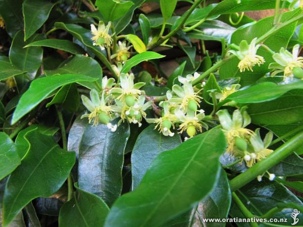 Getting some fantastic clusters of fruit and flowers reminiscent of the pannicles of flowers with the NZ Jasmine.