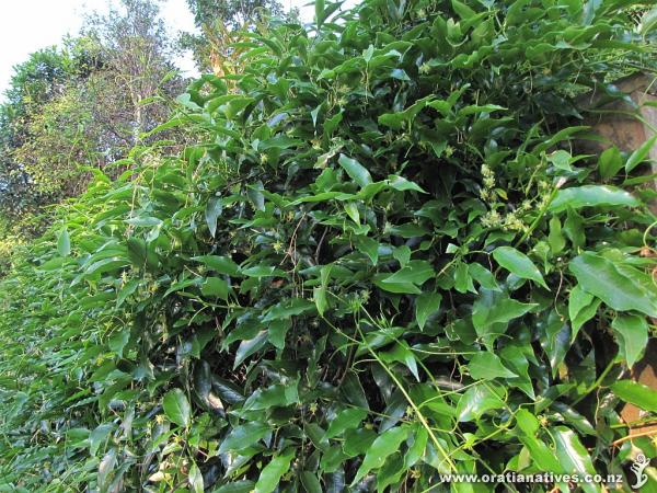 NZ Kohia makes for a great fence cover, watch out for the wetas though - bit like a magnet for them. Seems to flower on the East side, and stick it's roots down on the west side of the fence (I'm on the west side much to my neighbour Matt's delight!)