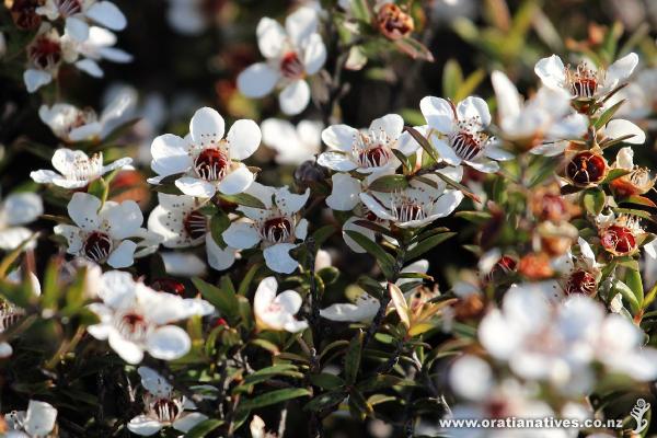 Manuka in flower at Omapere, Hokianga. A honeybee paradise.