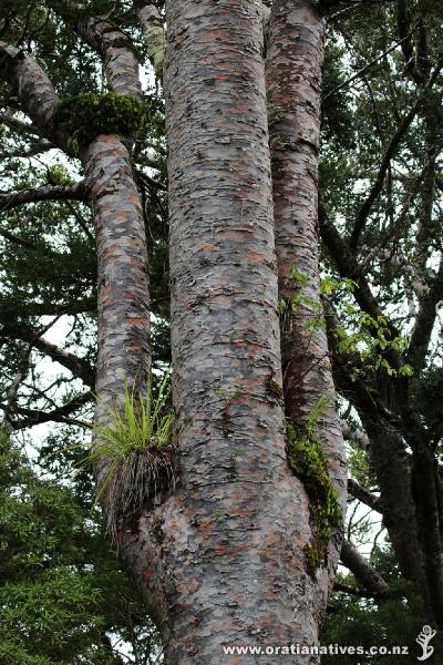 An impressive Kauri trunk in the Waipoua Forest, Far North.