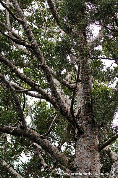 Kauri tree in the Waipoua Forest, Far North.