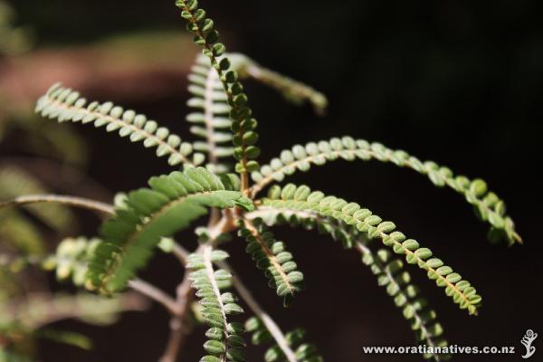 Detail of West Coast Kowhai showing small leaflets and brownish tinge