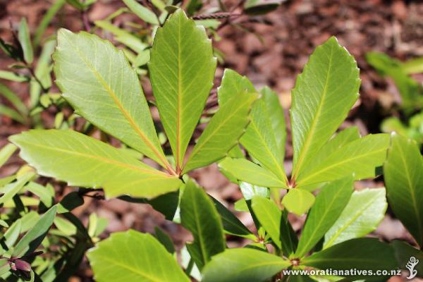 Leaf detail of Houpara