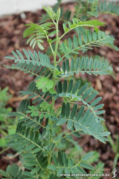 Clianthus puniceus foliage with the smaller and more grayish appearance to the leaves