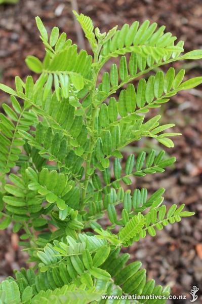 Clianthus maximus foliage showing the larger bright green shiny leaves