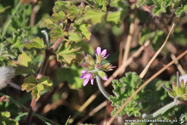 Pelargonium growing on the coast at Hokiangas South Head