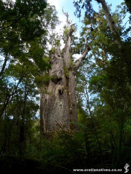 Te Matua Ngahere, Waipoua Forest