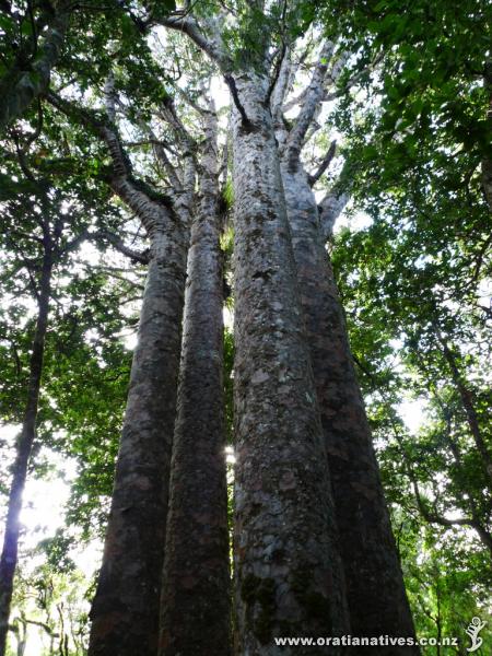 The Four Sisters, Waipoua Forest