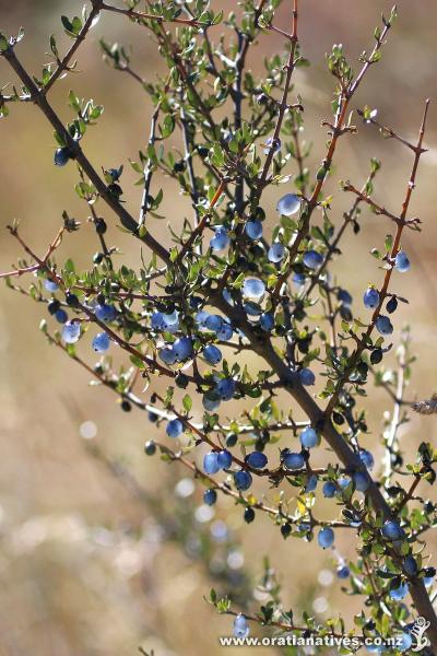 Blue fruit of Coprosma propinqua, Diamond Lake, Wanaka