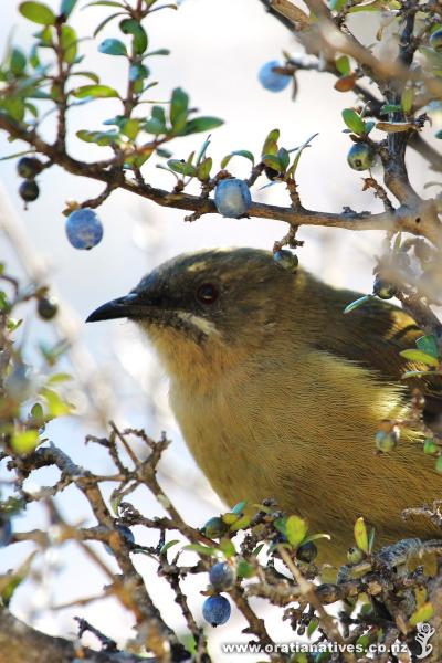 Bellbird feeding on the berries of Coprosma propinqua. Planting Coprosmas are a good way to encourage birdlife into the garden.