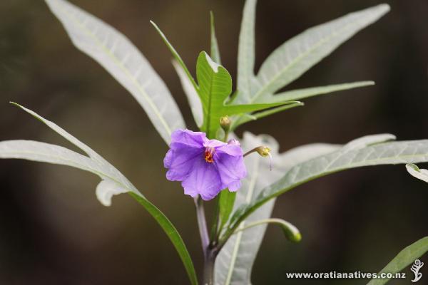 Poroporo in flower at Queenstown Gardens