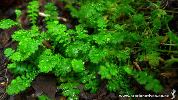 Leptinella aff. dioica