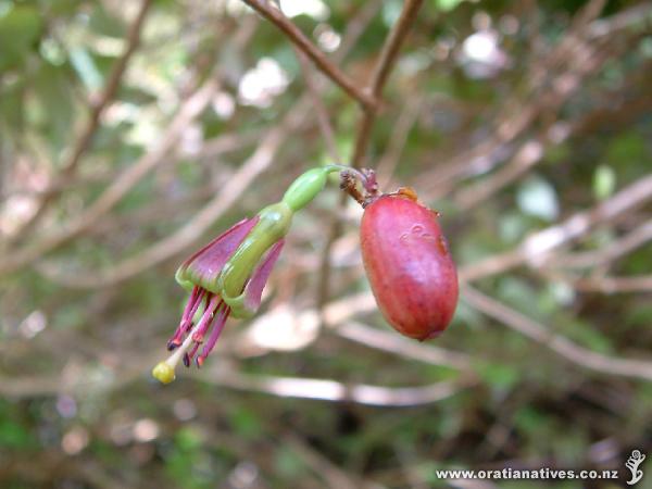 Flower and fruit of Fuchsia excorticata