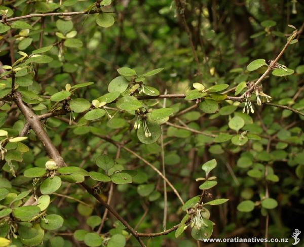 Coprosma flowers are dioecious and wind-pollinated. Shown are the dangling male flowers with pollen-bearing stamen.