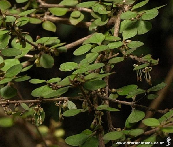 Coprosma flowers are dioecious and wind-pollinated. Shown are the dangling male flowers with pollen-bearing stamen.