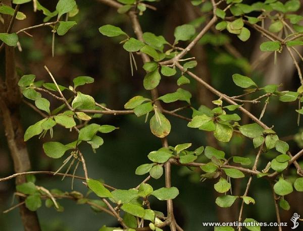 Coprosma flowers are dioecious and wind-pollinated. Shown are the rigid female flowers with paired stigma.