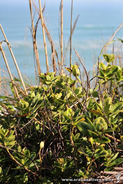 Napuka growing in its natural habitat on Hokiangas South Head