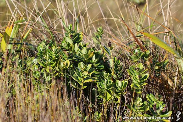 Napuka growing wild in its natural habitat amongst Oioi and Coastal Flax on Hokiangas South Head